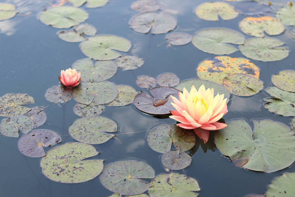Рожево-жовта лілія у воді. Квітуча водяна лілія в невеликому ставку. Красива водяна лілія і листя в садовому ставку крупним планом. Водна квітка
. - Фото, зображення