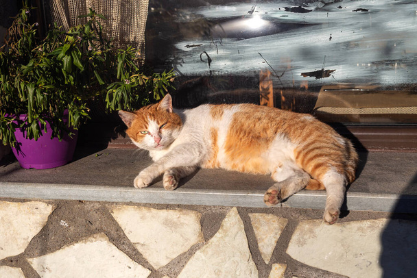 Een oude, dakloze, gember kat rust op een vensterbank op een zonnige dag close-up - Foto, afbeelding