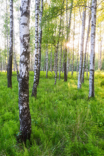 Ηλιακό φως μέσα από ένα δάσος από σημύδες και πράσινο γρασίδι - Φωτογραφία, εικόνα