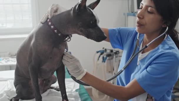 Joven veterinaria femenina en uniforme examinando perro de raza pura con estetoscopio en su oficina - Imágenes, Vídeo