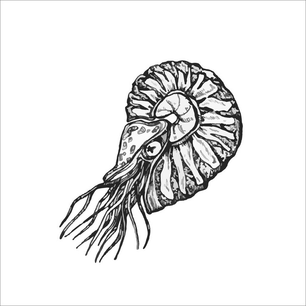 Handdrawn ammonite illustration design, sea drawing ocean - Vector, imagen