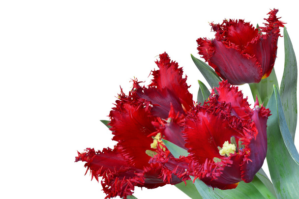 Bouquet de tulipes frangées rouges isolé
 - Photo, image