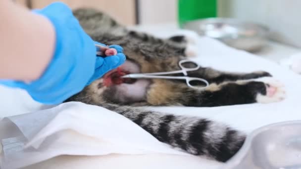 An experienced veterinarian is preparing to remove a cat's testicle during a sterilization operation. - Filmagem, Vídeo