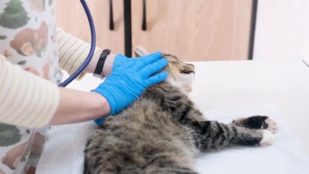 o veterinário acaricia o gato trazendo-o à consciência depois da anestesia cirúrgica. - Filmagem, Vídeo