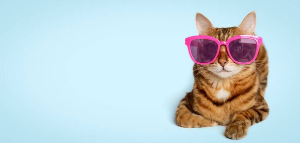 Portrait of a Bengal cat in colored sunglasses on a colored background. Copy space. - Photo, image