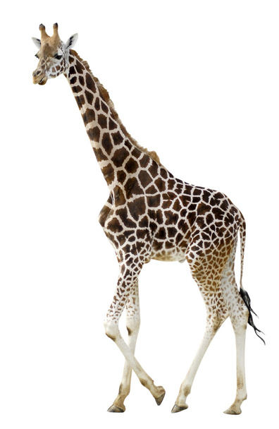 Isolado girafa andando
 - Foto, Imagem