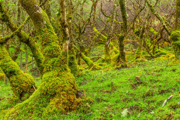 Amazing trees covered with moss,, view of Scottish landscape, Hi - Foto, Imagem