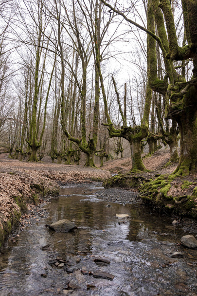 Bosque de haya Otzarreta: cautivador refugio de otoño en el País Vasco - Foto, imagen