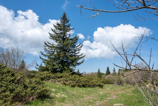 Весенний вид района Коньярника на горе Витоша, Софийская городская область, Болгария - Фото, изображение