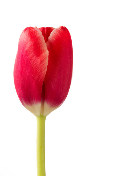 Λουλούδι της πανέμορφης κόκκινης τουλίπας σε λευκό - Φωτογραφία, εικόνα