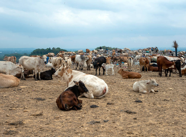 Domestic cows lying down on the ground, in Yogyakarta, Indonesia. - Photo, Image