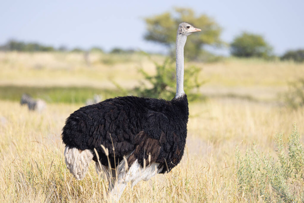 Африканский общий страус - Национальный парк Этоша - Фото, изображение