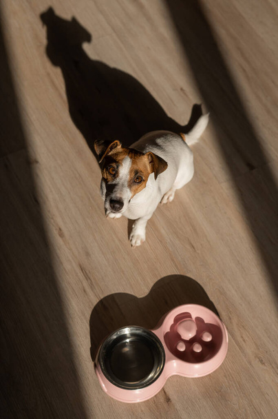 A double bowl for slow feeding and a bowl of water for the dog. Top view of a jack russell terrier dog near a pink plate with dry food on a wooden floor - Foto, Imagem