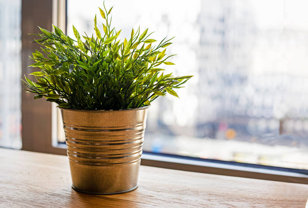 зеленое растение в кастрюле на подоконнике в офисе. озеленение офиса - Фото, изображение