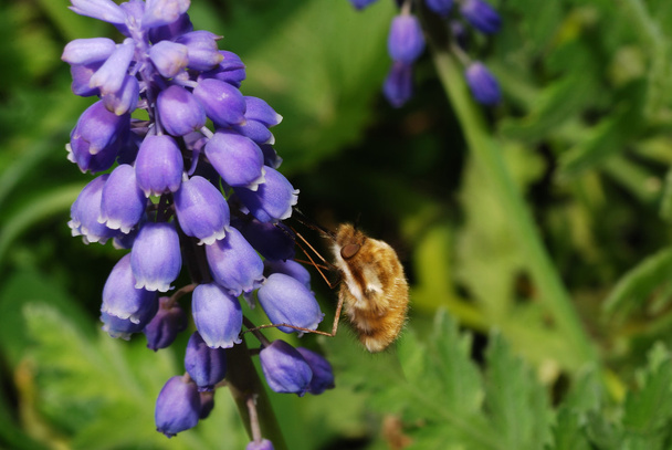 μέλισσα χάλια - Φωτογραφία, εικόνα