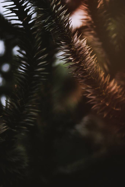 A image of Prehistoric spruce - Zdjęcie, obraz