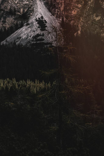 Dark mood of a pine forest - Фото, зображення