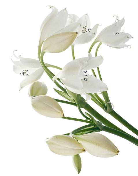 Crinum moorei flowers, Natal Lily, White Lily isolated on white background                                 - Photo, Image