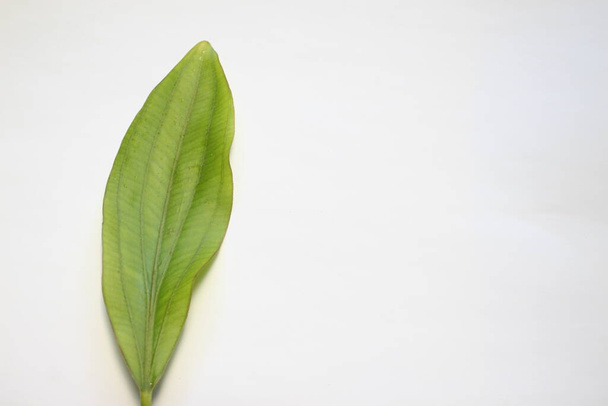 leaves of the Echinodorus sp plant with a white background - Foto, Imagem