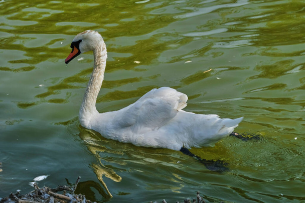 Cisnes brancos nadam em uma lagoa em um dia ensolarado de verão close-up - Foto, Imagem
