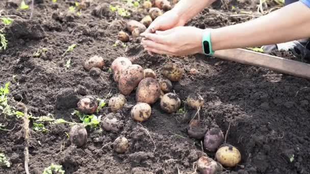 Žena farmář čistí červené a žluté brambory z půdy na poli. Sklizeň brambor - na zahradě je hodně vykopaných brambor a dívka je sbírá rukama - Záběry, video