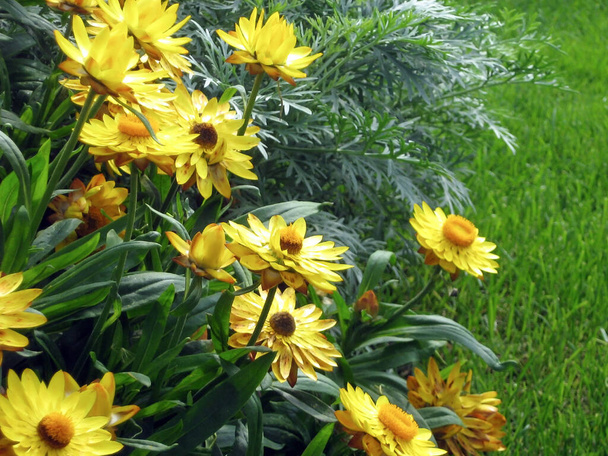 緑の草を背景に黄色いヘリオスピスの花が庭で成長します。環境を緑化する例 - 写真・画像