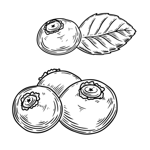 Illustration of blueberries in engraving style. Design element for poster, card, banner, sign. Vector illustration - ベクター画像