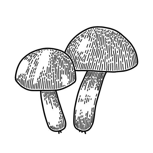 Illustration of mushrooms in engraving style. Design element for poster, card, banner, sign. Vector illustration - Wektor, obraz