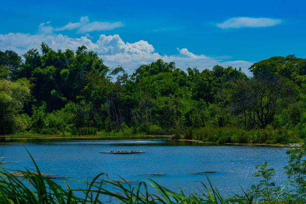 Situado dentro do abraço tranquilo de uma floresta exuberante, um lago pitoresco emerge como uma jóia brilhante, refletindo o brilho do céu cerúleo acima. Localizado em Surabaya, Indonésia. - Foto, Imagem