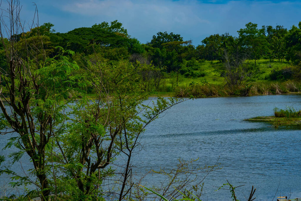 Enclavado en el tranquilo abrazo de un frondoso bosque, un lago pintoresco emerge como una joya resplandeciente, reflejando el brillo del cielo cerúleo de arriba. Situado en Surabaya, Indonesia. - Foto, Imagen