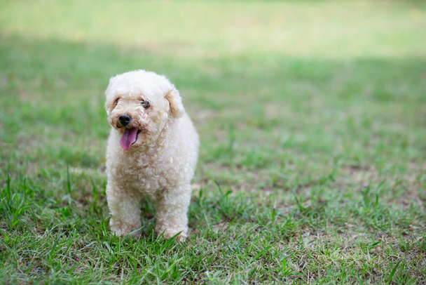Poodle brinquedo cão passeio no parque. - Foto, Imagem