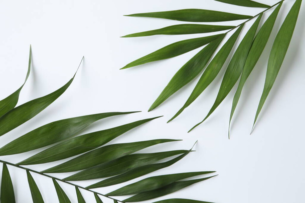 tropical leaves on light background  - Photo, image