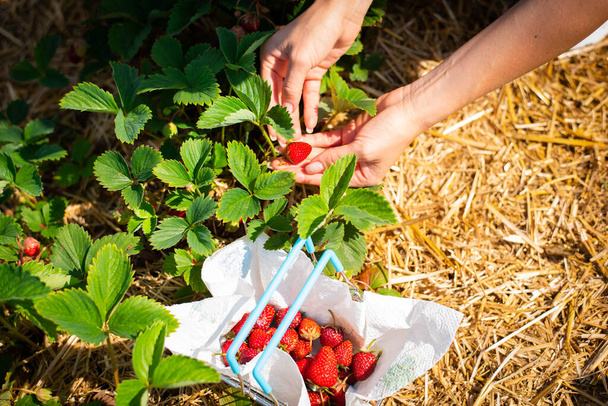 Mladé ženské ruce sbírají jahody na polích - Fotografie, Obrázek