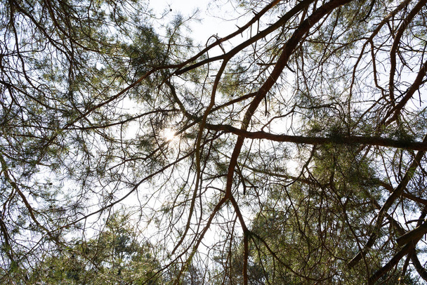 Vista inferior de las ramas de coníferas en el aire en un día soleado en primavera  - Foto, imagen