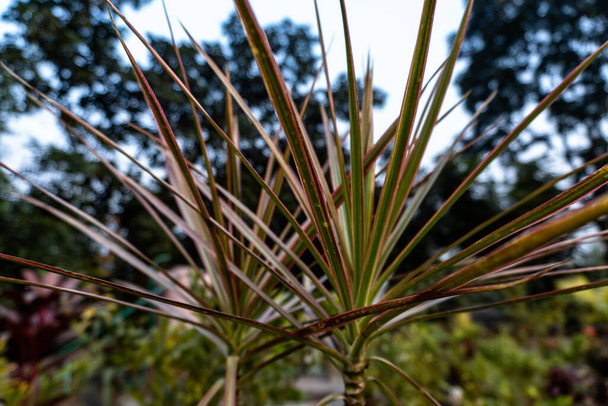 Dracaena marginata aislada sobre un fondo blanco. Una planta con flores en la familia Ruscaceae que es originaria de Madagascar se llama Dracaena marginata (también conocido como árbol del dragón de Madagascar o Dracaena de borde rojo). - Foto, Imagen