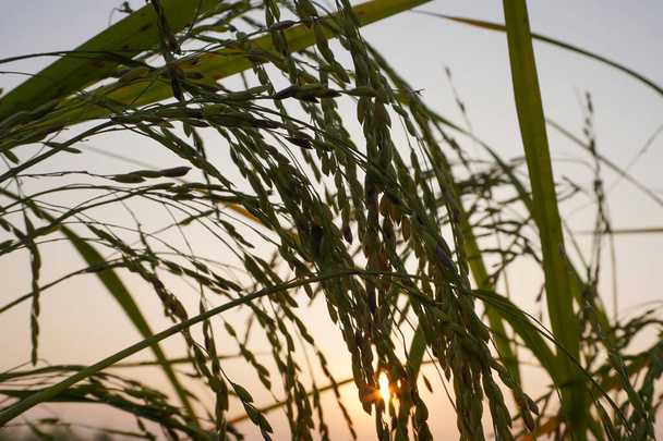 Paddy Fieldiin. Nuori riisikasvi paddypellolla on pinnallinen DOF ja valikoiva keskittyminen. Auringonlaskun tausta. - Valokuva, kuva