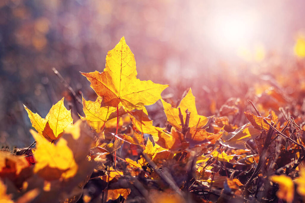 Sárga juharfalevelek a földön az erdőben napsütéses időben, őszi háttér - Fotó, kép