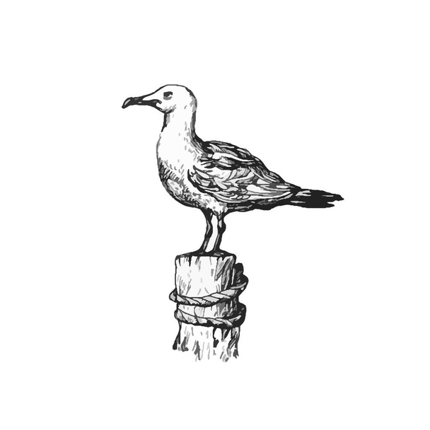 bela gaivota desenhada à mão ilustração, desenho segull, mar, elementos - Vetor, Imagem
