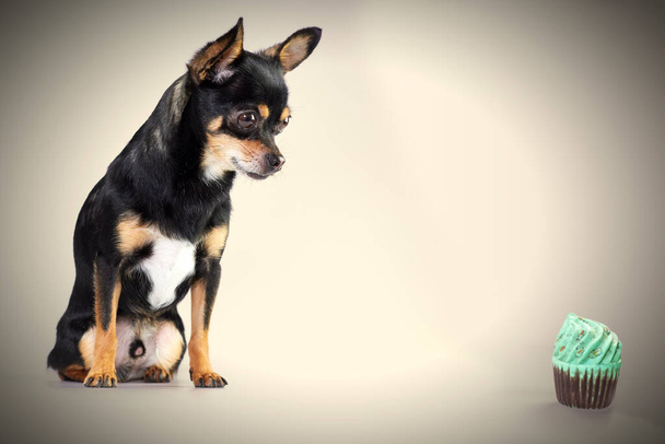 Chihuahua cane in studio con un giocattolo - Foto, immagini