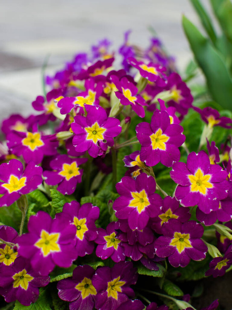 Μικρά εύθραυστα άνθη πρίμουλας ανθίζουν σε μια ηλιόλουστη ανοιξιάτικη μέρα - Φωτογραφία, εικόνα