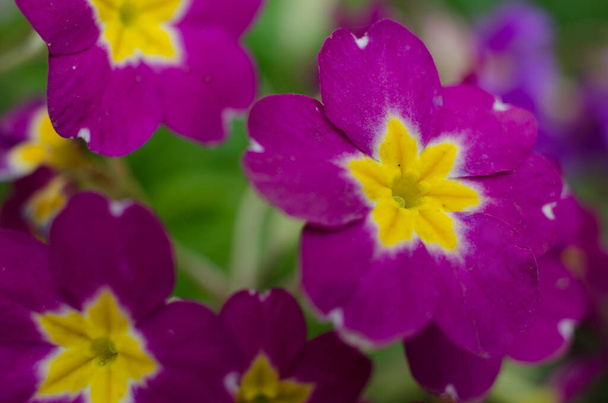 Pequeñas flores frágiles de onagra florecen en un soleado día de primavera
 - Foto, Imagen