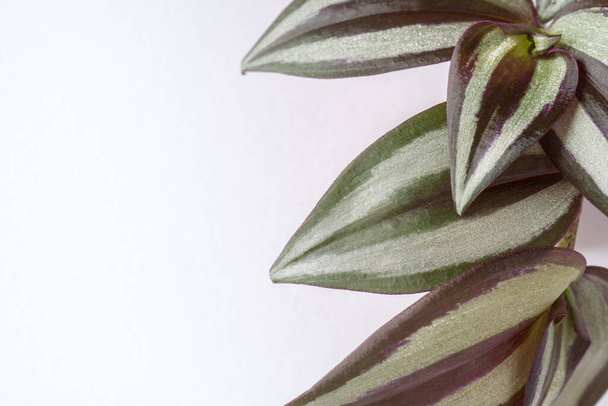 Close Up de feuilles de tradescantia sur fond blanc avec espace de copie - Photo, image