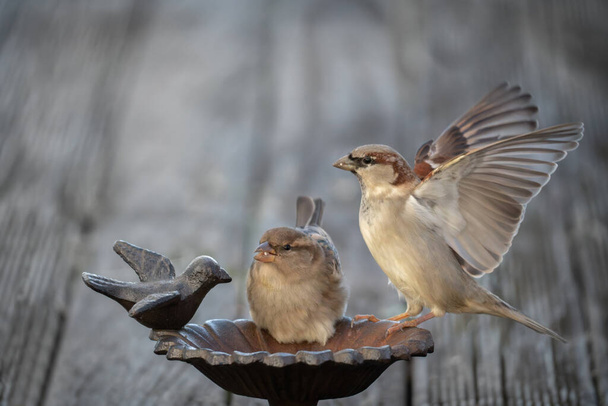 Seçici odaklı bir kuş besleyicisine iki serçeyi yakın çekim yap ve boşluğu kopyala - Fotoğraf, Görsel