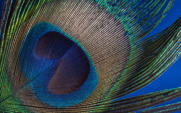 Dettaglio da vicino di una piuma di pavone su sfondo blu - Foto, immagini