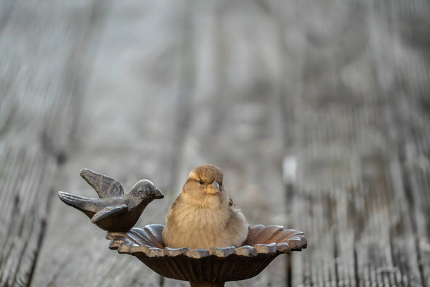Κοντινό πλάνο σπουργιτιού που κάθεται σε ταΐστρα πουλιών με επιλεκτική εστίαση και αντιγραφή χώρου - Φωτογραφία, εικόνα