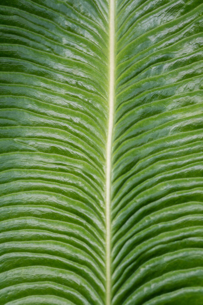 Анотація крупним планом текстурованого зеленого тропічного листа
 - Фото, зображення