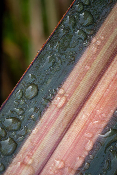 Крупним планом льонового листя взимку з краплями роси з селективним фокусом
 - Фото, зображення
