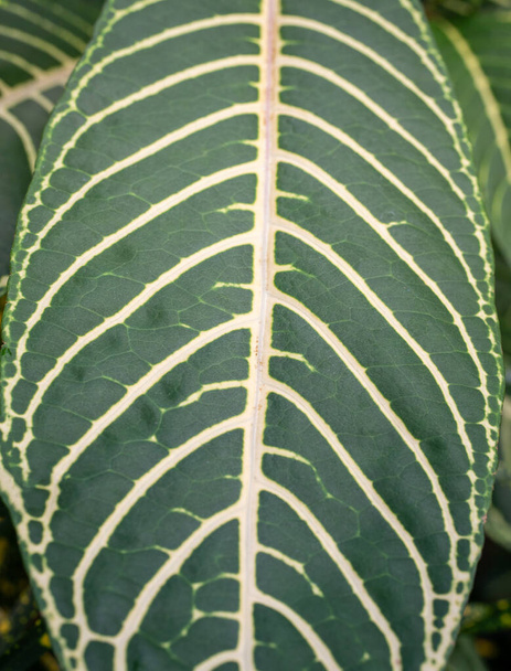 Κοντινό πλάνο ενός μεγάλου πράσινου και λευκού φύλλου με σχέδια. - Φωτογραφία, εικόνα