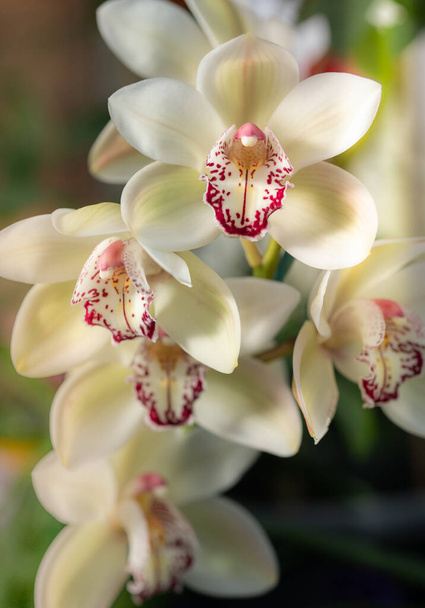 Közelkép orchideák egy napsütéses reggel szelektív fókusz - Fotó, kép