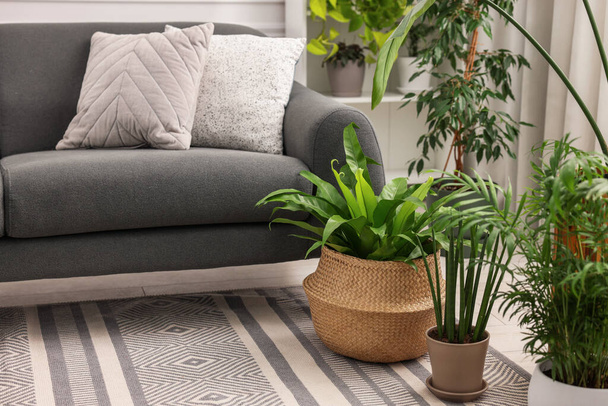 Different beautiful potted houseplants and comfortable sofa in room. Interior design - Zdjęcie, obraz